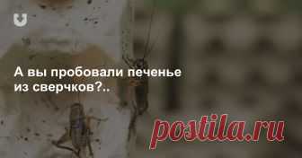 Под Бобруйском выпустили первые 20 кг сверчковой муки. Теперь собираются производить протеиновые батончики.
