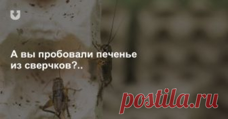 Под Бобруйском выпустили первые 20 кг сверчковой муки. Теперь собираются производить протеиновые батончики.