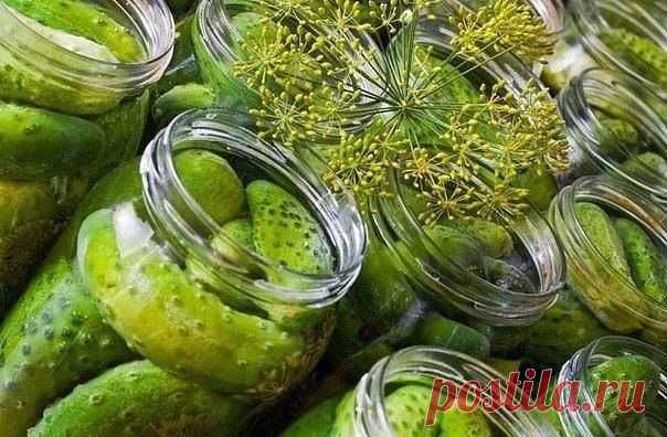 ЛУЧШИЕ РЕЦЕПТЫ ОГУРЦОВ НА ЗИМУ