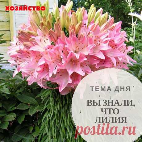 #цветникхозяйство ЛИЛИЯ МАРЛЕН ПО СВОЕЙ СУТИ - МУТАНТ 🌸Увидев однажды в своем саду на одном растении целый букетище красивых цветов мало кто остается равнодушным к лилии Марлен. Многие пытаются добиться этого эффекта каждый год, но не у всех получается. Чтобы намеренно повысить шанс цветения ста и более бутонов на лилии Марлен необходимо выявить причину. Многие считают необходимым ни в коем случае не выкапывать луковицу лилии на зиму, она должна расти на одном месте и зим...