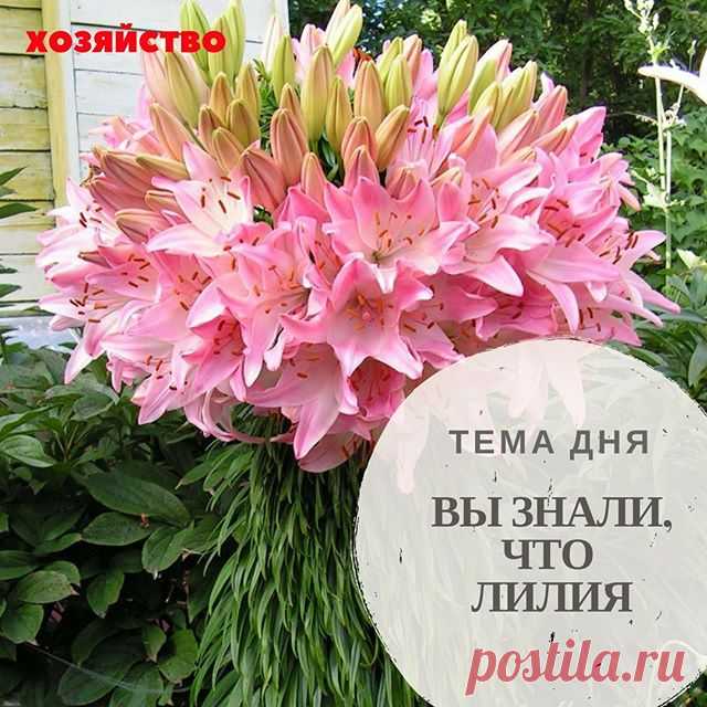 #цветникхозяйство ЛИЛИЯ МАРЛЕН ПО СВОЕЙ СУТИ - МУТАНТ 🌸Увидев однажды в своем саду на одном растении целый букетище красивых цветов мало кто остается равнодушным к лилии Марлен. Многие пытаются добиться этого эффекта каждый год, но не у всех получается. Чтобы намеренно повысить шанс цветения ста и более бутонов на лилии Марлен необходимо выявить причину. Многие считают необходимым ни в коем случае не выкапывать луковицу лилии на зиму, она должна расти на одном месте и зим...