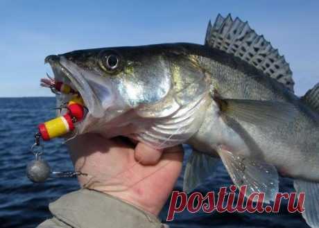 Техника ловли судака на мандулу

Говоря о проводке, важно понимать, что как и при обычной джиговой ловле, проводка может быть совершенно разной и зависит она прежде всего от от ряда различных факторов и условий.

На стоячей воде 
Показать полностью…