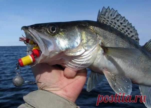 Техника ловли судака на мандулу

Говоря о проводке, важно понимать, что как и при обычной джиговой ловле, проводка может быть совершенно разной и зависит она прежде всего от от ряда различных факторов и условий.

На стоячей воде 
Показать полностью…