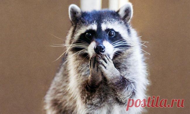 ПОПРОБУЙТЕ ПРОИЗНЕСТИ ЭТУ СКОРОГОВОРКУ И НИ РАЗУ НЕ СБИТЬСЯ