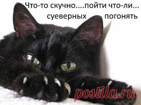 Любимые черные коты