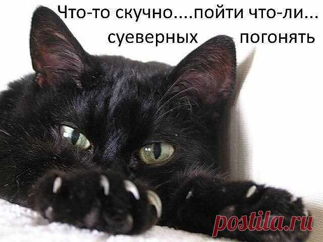 Любимые черные коты