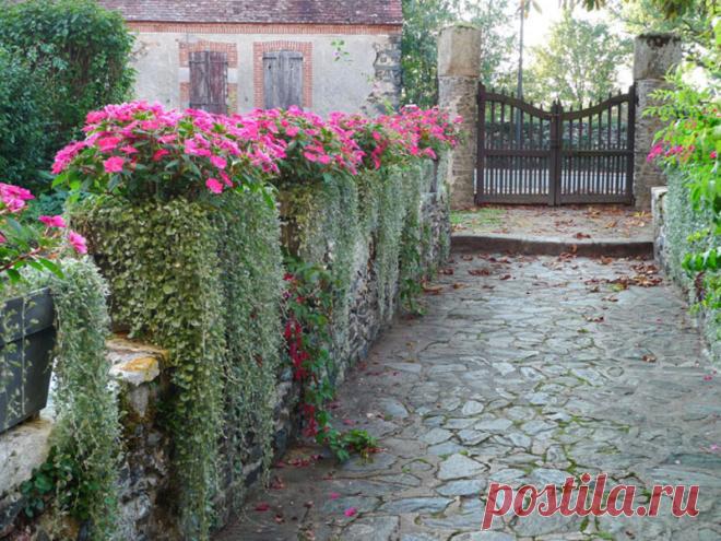 Дихондра - выращивание из семян в домашних условиях: когда сажать и каким способом, популярные сорта