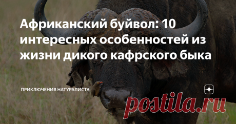 Африканский буйвол: 10 интересных особенностей из жизни дикого кафрского быка Кафрские буйволы коварны и хитры. Их сила и мощь могли бы стать причиной зависти европейских быков и коров, будь они хоть чуть-чуть знакомы. Жёсткие условия обитания заставили африканских буйволов «обрасти» невероятным количеством особенностей, позволяющих выживать в столь тяжёлых условиях окружающей среды. 10. Была бы голова, будут и рога Специалисты называют это «костным щитом». А как ещё назва...