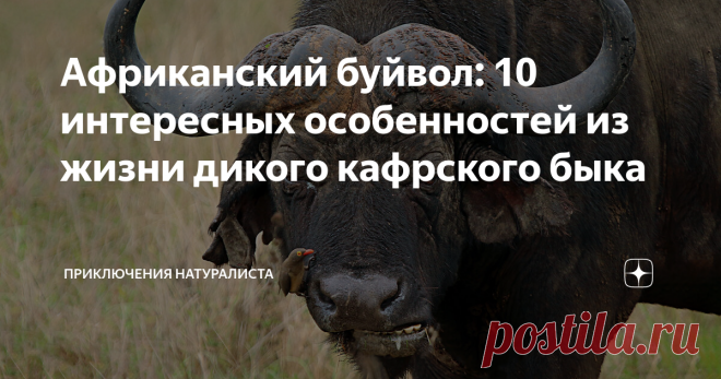Африканский буйвол: 10 интересных особенностей из жизни дикого кафрского быка Кафрские буйволы коварны и хитры. Их сила и мощь могли бы стать причиной зависти европейских быков и коров, будь они хоть чуть-чуть знакомы. Жёсткие условия обитания заставили африканских буйволов «обрасти» невероятным количеством особенностей, позволяющих выживать в столь тяжёлых условиях окружающей среды. 10. Была бы голова, будут и рога Специалисты называют это «костным щитом». А как ещё назва...