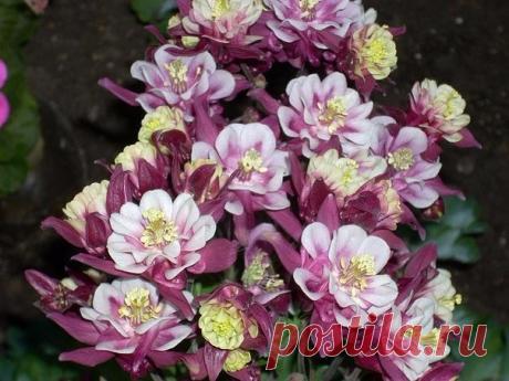 (99+) Одноклассники