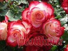 картинки цветов красивые - 464 тыс. картинок. Поиск@Mail.Ru