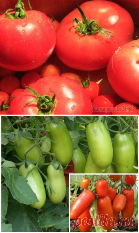 Самые неприхотливые сорта томатов.