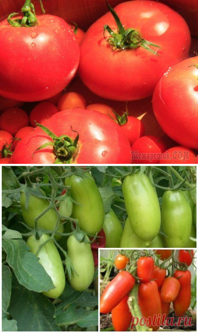 Самые неприхотливые сорта томатов.