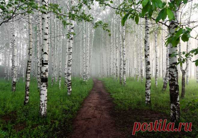 Утро в березовой роще около Кирова. Автор фото: Евгений Карепанов.