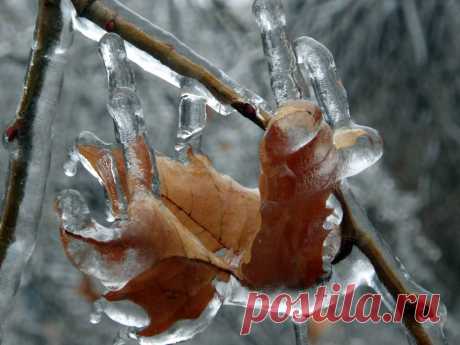 Из альбома &quot;Хрустальный лес&quot;