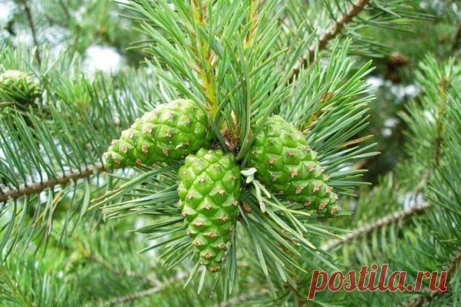 Для лечения последствий инсульта и его профилактики пейте настойку с сосновых шишек!