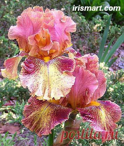 Tall bearded Iris, Moonlit Water, 
flickr от rareynolds1  |  Найдено на сайте irismart.com.