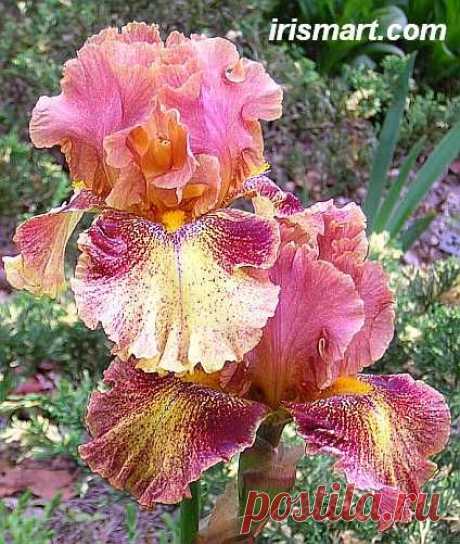 Tall bearded Iris, Moonlit Water, 
flickr от rareynolds1  |  Найдено на сайте irismart.com.
