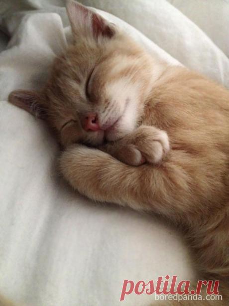 Люди делятся смешными и милыми фотографиями своих домашних животных