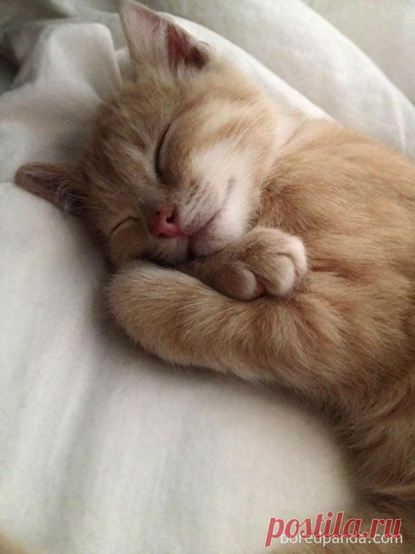 Люди делятся смешными и милыми фотографиями своих домашних животных