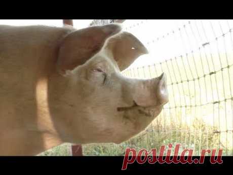 Meat Exposed