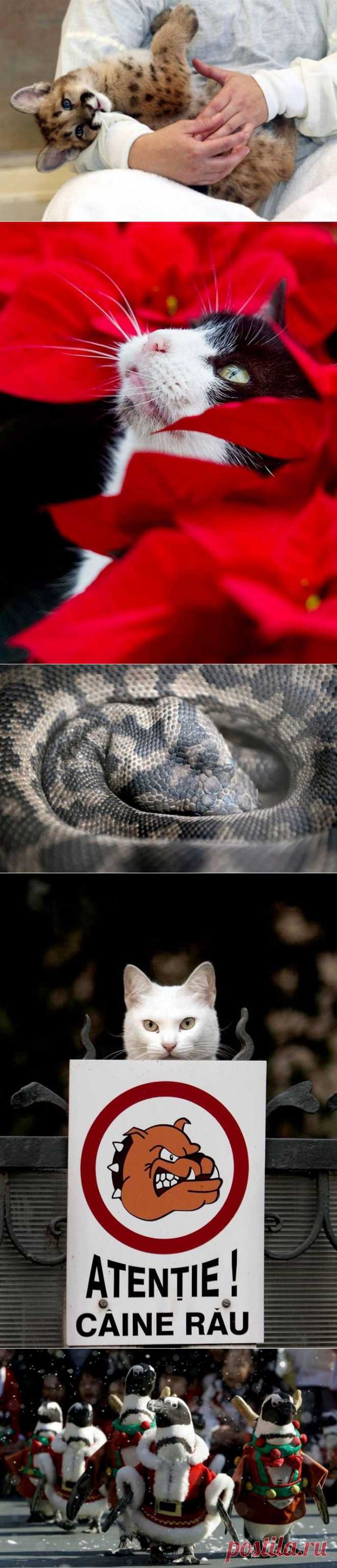 Очень милые животные / Питомцы