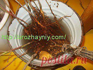 Весенняя прививка черенком. Автор Валентин Савёлов. | Урожайная дача