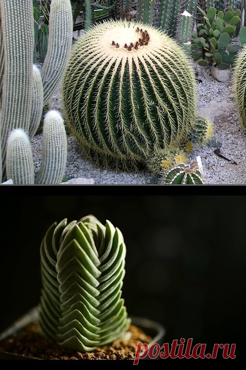 (355) ТОП-10 самых удивительных и красивых КАКТУСОВ для комнатного цветоводства | Фото и названия - YouTube