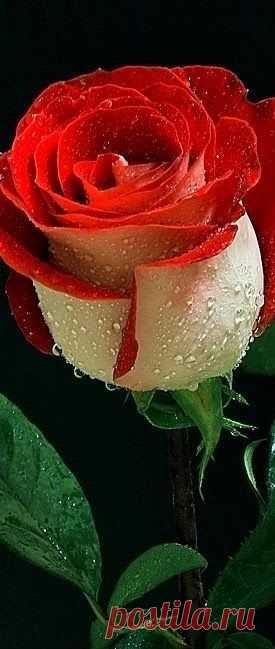 Morning Dew | flowers