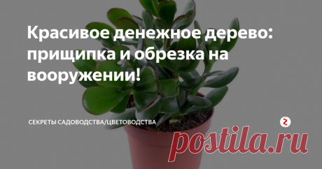 Красивое денежное дерево: прищипка и обрезка на вооружении! Легче всего сформировать молодое деревцо, взявшись за него с раннего возраста. Но, если у вас уже большое денежное дерево (оно же "красула" и "толстянка"), то обрезка с регулярной прищипыванием тоже пойдут на пользу его кроне.
Обрезка
Обрезка нужна уже взрослым побегам, которые нужно укоротить или удалить полностью. Это ветки, растущие внутрь куста, слишком длинные и выбивающиеся из желаемой формы
