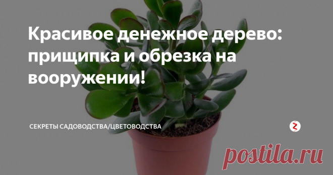 Красивое денежное дерево: прищипка и обрезка на вооружении! Легче всего сформировать молодое деревцо, взявшись за него с раннего возраста. Но, если у вас уже большое денежное дерево (оно же 