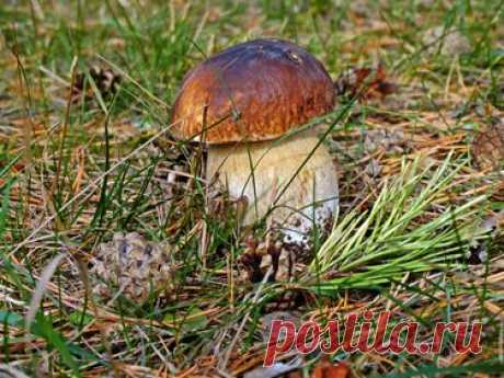 337 карточек в коллекции «Фото недели с 28 сентября по 4 октября» пользователя ЯндексКоллекции в Яндекс.Коллекциях