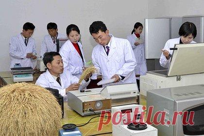 Делегация агротехников из КНДР отправилась в Россию. Агротехническая делегация КНДР отправилась из Пхеньяна в Россию. Делегацию специалистов в сфере сельского хозяйства возглавил президент Академии сельскохозяйственных наук Ким Гван Ук. Как уточняет ЦТАК, агротехники вылетели в пятницу, 9 февраля.