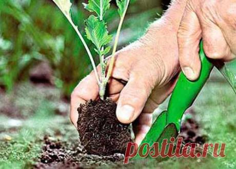Как уменьшить стресс при пересадке рассады | Наш дом