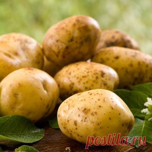 Используем картофель для уничтожения вредителей