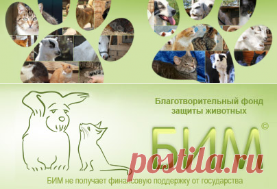 Как и чем правильно кормить котят и кошек