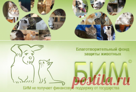 Как и чем правильно кормить котят и кошек