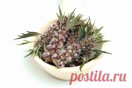 Несколько советов, как заваривать пустырник — www.wday.ru