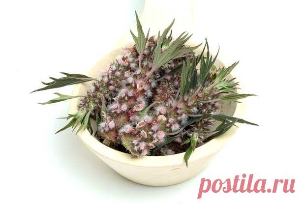 Несколько советов, как заваривать пустырник — www.wday.ru