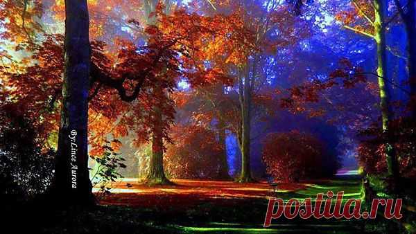 Lince Auroras Fotos | Facebook