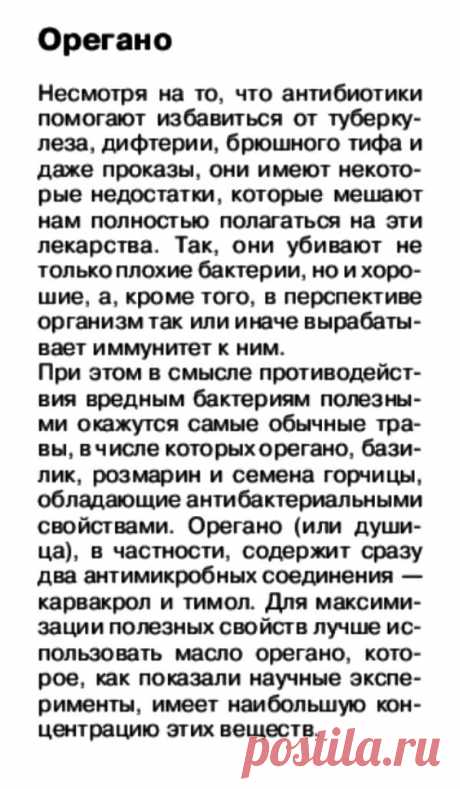 Душица (орегано)