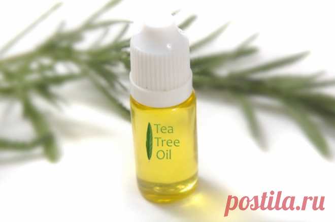 Как использовать масло чайного дерева для красоты и здоровья