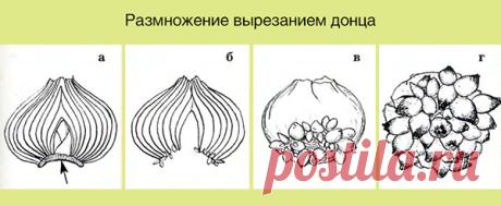 Размножение гиацинтов в домашних условиях семенами и луковицами