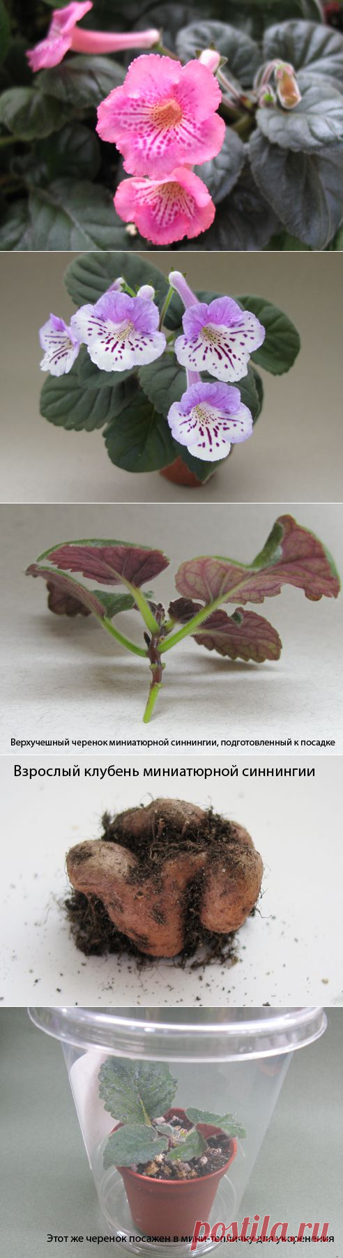 Как размножать малютку-синнингию - Сад на подоконнике