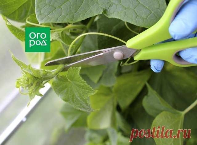 Формирование огурцов: как и зачем это нужно делать | Огурцы (Огород.ru)