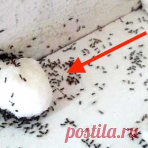 Надежный способ избавиться от ненавистных муравьев в квартире - МирТесен