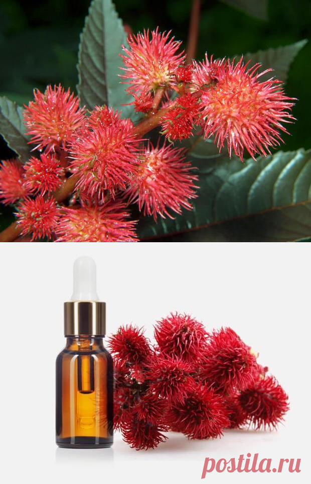 Одно единственное средство поможет похудеть, омолодиться и избавиться от рубцов!