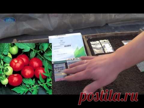 КАК ВЫРАСТИТЬ ТОМАТЫ: Советы специалистов