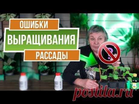 Ошибки при выращивании рассады ✔️ Чем подкормить рассаду