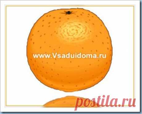 Выращивание и уход за апельсиновым деревом в домашних условиях и на участке, в открытом грунте. | Сайт о саде, даче и комнатных растениях.